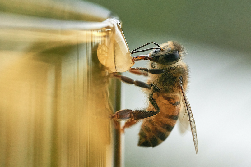 Bee Image for Digital 2